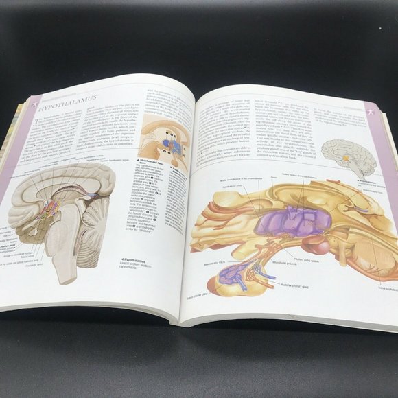 Atlas of Human Anatomy (2006, Trade Paperback, Reprint) - Picture 3 of 12